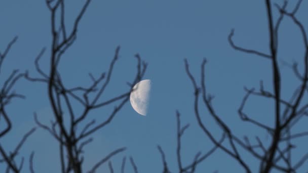 Rotación Luna Visible Cielo Nocturno Través Ramas — Vídeo de stock