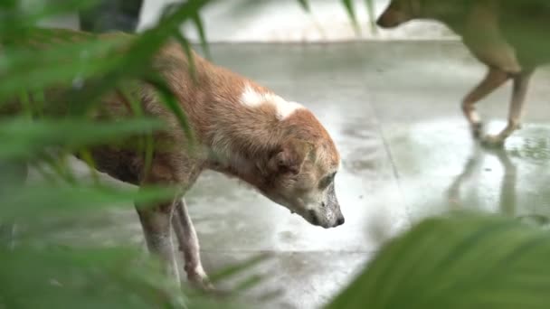 害怕的流浪狗在雨中变脏了 — 图库视频影像