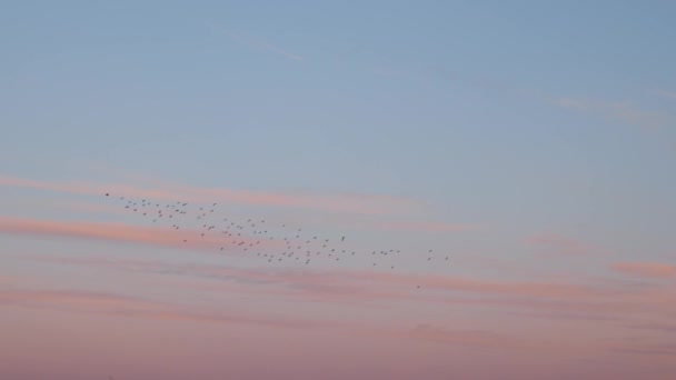 Австралия Птицы Летают Над Закатом — стоковое видео
