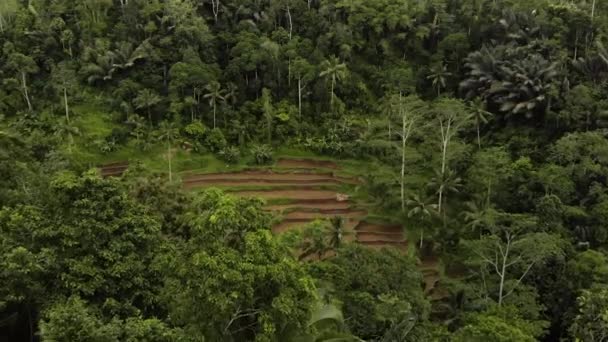 Bali Forrest Rice Field Drone — Vídeo de Stock