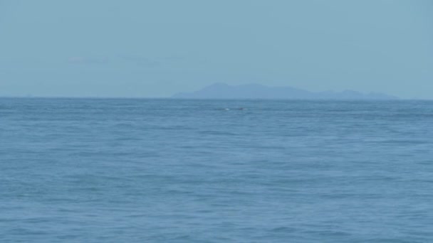 Vista Lejana Ballena Jorobada Nadando Soplando Agua Superficie Isla Dent — Vídeos de Stock