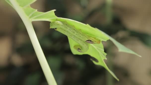 Grüne Raupen Unter Einem Beschädigten Pflanzenblatt Garten Nahaufnahme — Stockvideo