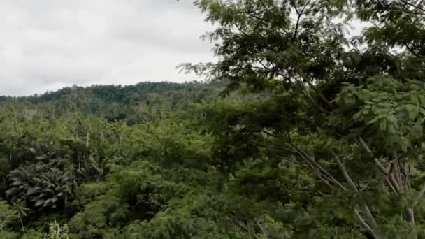 雨の森ドローン — ストック動画