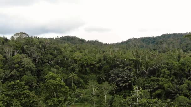 Bali Drone Bosque Lluvioso — Vídeos de Stock