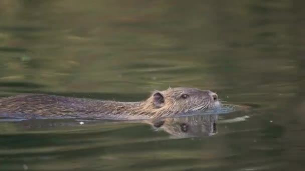 Vahşi Yarı Coypu Miyocastor Coypus Bataklık Ortamında Yüzmek Yiyecek Vakumlamak — Stok video