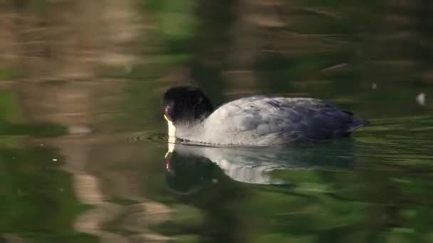 Beyaz Kanatlı Yaban Ördeği Başını Sallıyor Yüzerken Siyah Tüylerini Tımar — Stok video