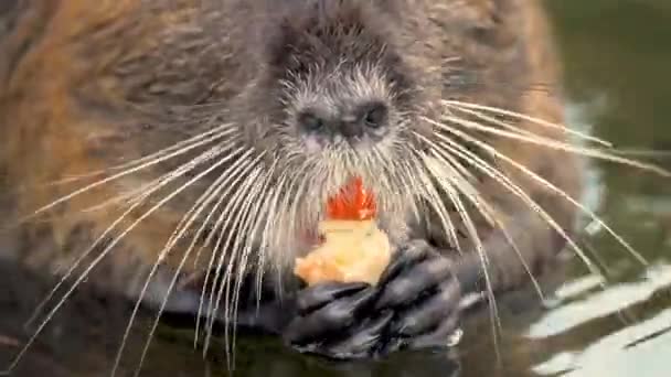 Close Schattig Coypu Nutria Myocastor Coypus Het Water Met Lange — Stockvideo