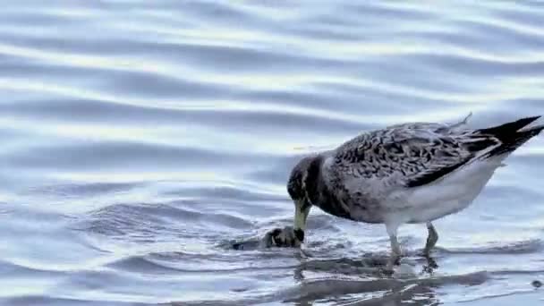 Juvenile Olrog Gull Bird Hunting Eating Live Crab Sea Shore — Stock Video
