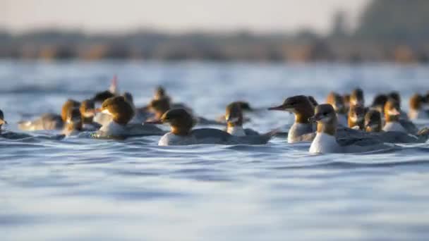 Una Bandada Hembras Nadando Agua Increíble Vista Con Aves Acuáticas — Vídeo de stock