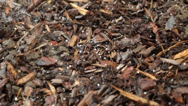 Sluiten Omhoog Hagel Watervallen Tuin Bruin Schors Tijdens Storm — Stockvideo