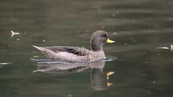 Gelbschnabelente Schwimmt Auf Dem Plätschernden Wasser Süßwassersee Spurensuche — Stockvideo