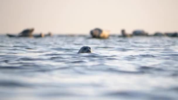 Harbor Seal Simmar Östersjön Med Huvudet Ovanför Porlande Vatten — Stockvideo