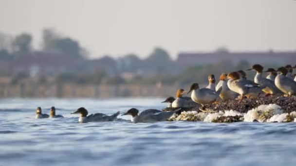 Merganser Lar Suya Giriyor Uzaklaşıyor Bir Grup Dişi Deniz Ördeği — Stok video