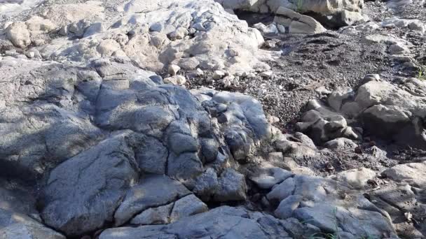 Rio Idílico Floresta Negra Com Grandes Pedras — Vídeo de Stock