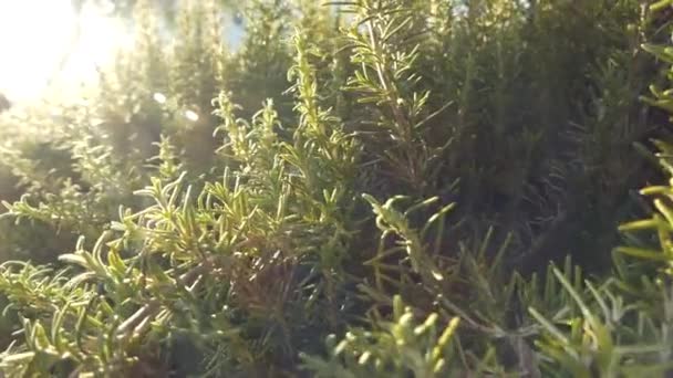 Right Movement Close Twigs Rosemary Bush Sun Beaming Lens Salvia — Stock Video