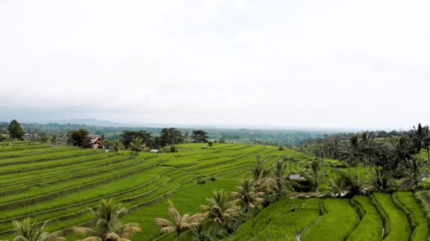 Bali Terraços Arroz Jatiluwih — Vídeo de Stock