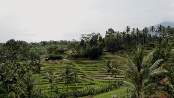 Bali Drone Campo Riso — Video Stock