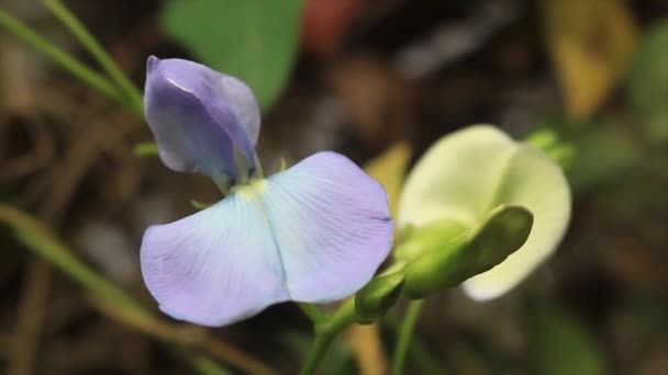 关闭一个野生蝴蝶紫色豌豆植物在森林里 — 图库视频影像