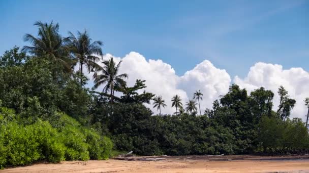 Timelapse Van Scenic Beach Front Met Palmbomen Wolken Vormen Achtergrond — Stockvideo