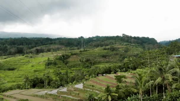 Bali Drone Campo Arroz — Vídeo de Stock