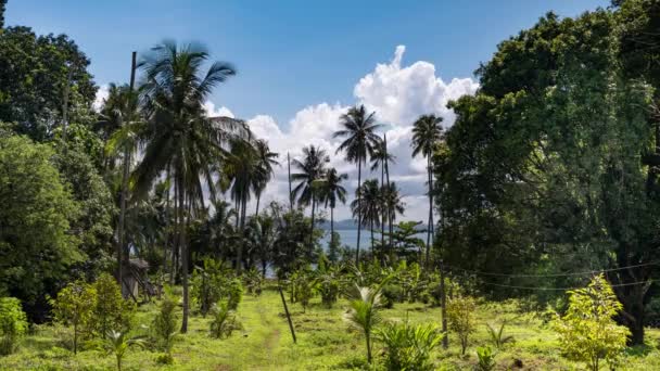 Timelapse Vegetation Een Eiland Thailand Met Palmbomen — Stockvideo