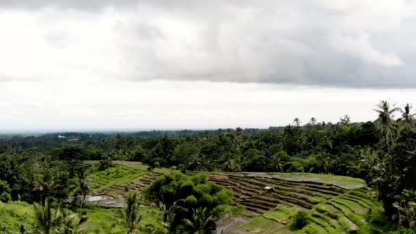 Bali Drone Campo Arroz — Vídeo de Stock