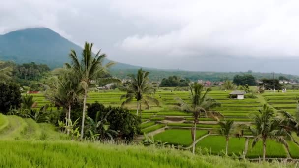 Vulcano Bali Drone Dei Campi Riso Jatiluwih — Video Stock