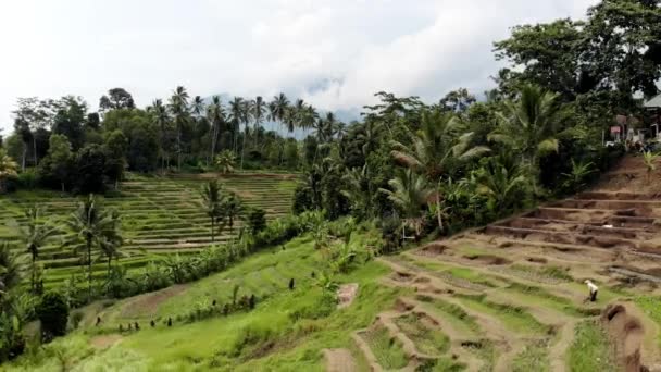 Bali Pirinç Saha Dronu — Stok video