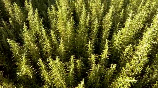 Bovenaanzicht Pan Aan Takken Van Een Grote Aromatische Rozemarijn Bush — Stockvideo