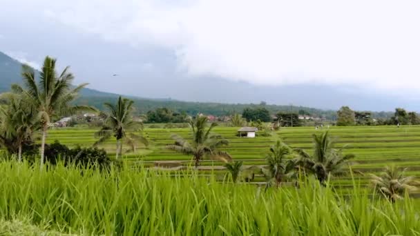 Bali Jatiluwih Terrazas Arroz — Vídeo de stock
