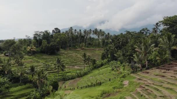 Bali Drone Campo Arroz — Vídeo de Stock