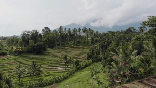 Bali Drone Campo Riso — Video Stock