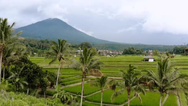 Vulcão Bali Campos Arroz Jatiluwih — Vídeo de Stock