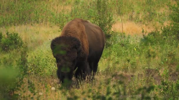 Bison standing in green meadow, chewing its cud, National Bison Range