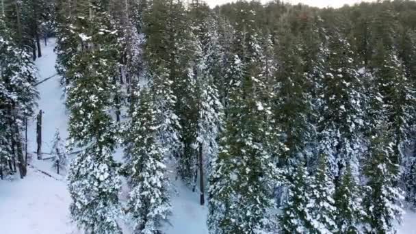 Panning Shot Snowy California Hillside Borovice Lehce Pokryté Krásným Bílým — Stock video