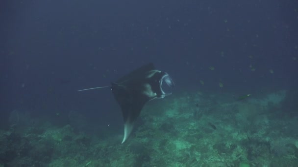 Manta Ray Κολύμπι Κατά Μήκος Κοραλλιογενή Ύφαλο Στο Raja Ampat — Αρχείο Βίντεο