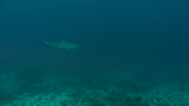 Tiburón Arrecife Punta Negra Carcharhinus Melanopterus Nadando Largo Del Arrecife — Vídeos de Stock