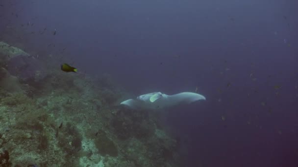 Manta Ray Nadando Para Cima Recife Coral Tropical — Vídeo de Stock