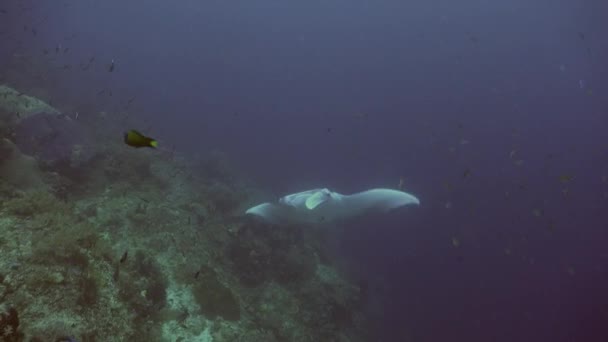 Manta Ray úszik felfelé trópusi korallzátony
