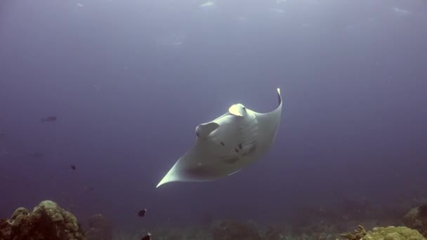 Manta Ray Nadando Sobre Arrecife Coral Tropical Girando Delante Cámara — Vídeos de Stock