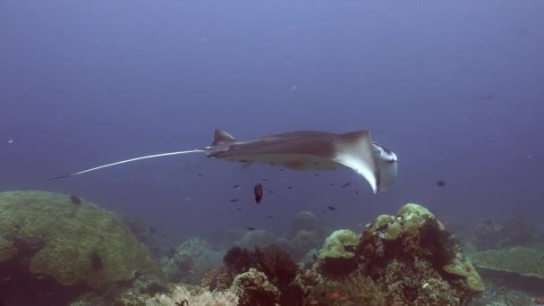 Manta Ray Wordt Gereinigd Door Schonere Vissen Schoonmaakstation Tropisch Koraalrif — Stockvideo