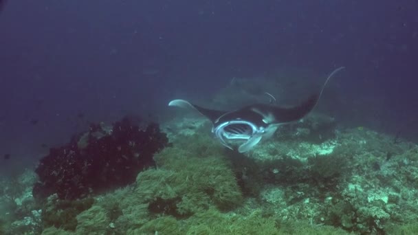 Dwa Promienie Manta Żywiące Się Tropikalną Rafą Koralową Otwartymi Ustami — Wideo stockowe