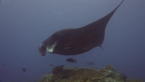 Black Manta Ray plavání přes tropické korálové útesy v Raja Ampat