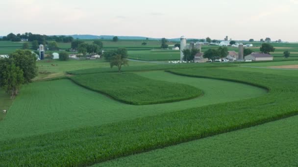 Landelijk Landschap Vanuit Lucht Patroon Van Maïsvelden Zomer Mooie Scène — Stockvideo