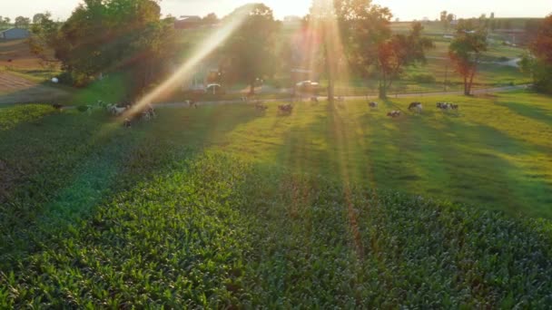 Melkvee Grazen Bij Zonsopgang Holstein Koeien Bij Zonsondergang Weiland Maïsveld — Stockvideo