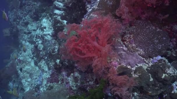 带着粉色软珊瑚和珊瑚礁鱼在热带珊瑚礁上漂流 — 图库视频影像