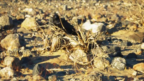 Lone Black Raven Melihat Melalui Dry Shrub Death Valley Terkunci — Stok Video