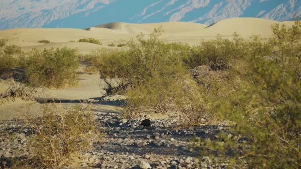 Single Raven Looking Food Ground Shrub Death Valley Locked — Stock Video