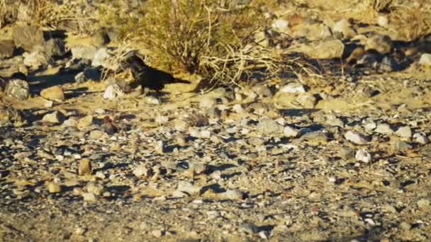 Corvo Negro Solitário Caminhando Outro Lado Stony Ground Vale Morte — Vídeo de Stock