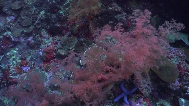 Pink Soft Coral Blue Starfish Тропічному Кораловому Рифі — стокове відео